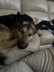 Lost Male Dog last seen Franz and Katy Hockley, Katy, TX 77493