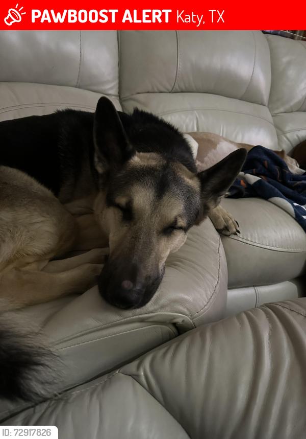 Lost Male Dog last seen Franz and Katy Hockley, Katy, TX 77493