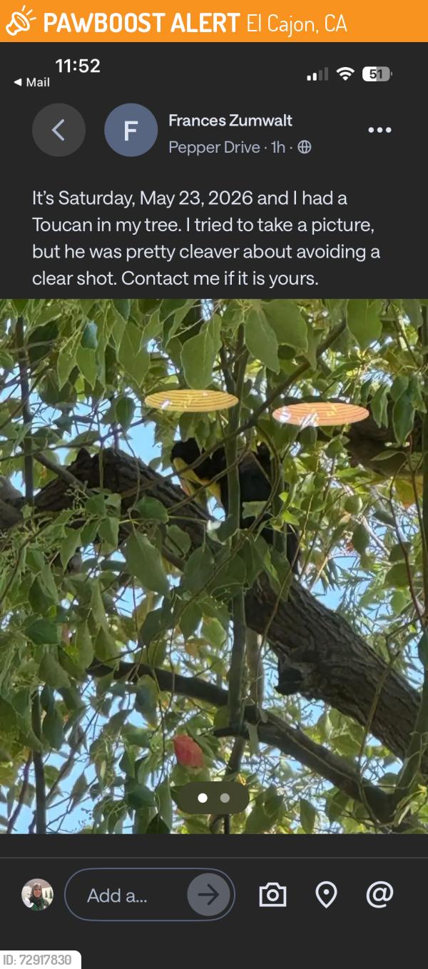 Found/Stray Unknown Bird last seen Pepper Drive, El Cajon, CA 92019