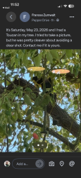 Found/Stray Unknown Bird last seen Pepper Drive, El Cajon, CA 92019