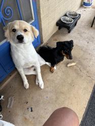 Lost Male Dog last seen picosso and Laredo st, San Antonio, TX 78207