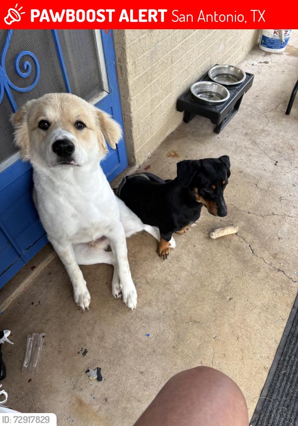 Lost Male Dog last seen picosso and Laredo st, San Antonio, TX 78207
