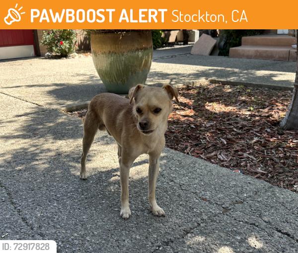 Found/Stray Male Dog last seen Chesapeake circle, Stockton, CA 95219