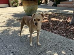 Found/Stray Male Dog last seen Chesapeake circle, Stockton, CA 95219