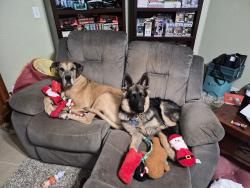 Reunited Male Dog last seen Near greenfield ave, yukon ok , Yukon, OK 73099