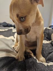 Found/Stray Female Dog last seen I-610 & I-45, Houston, TX 77087