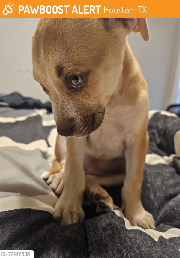 Found/Stray Female Dog last seen I-610 & I-45, Houston, TX 77087