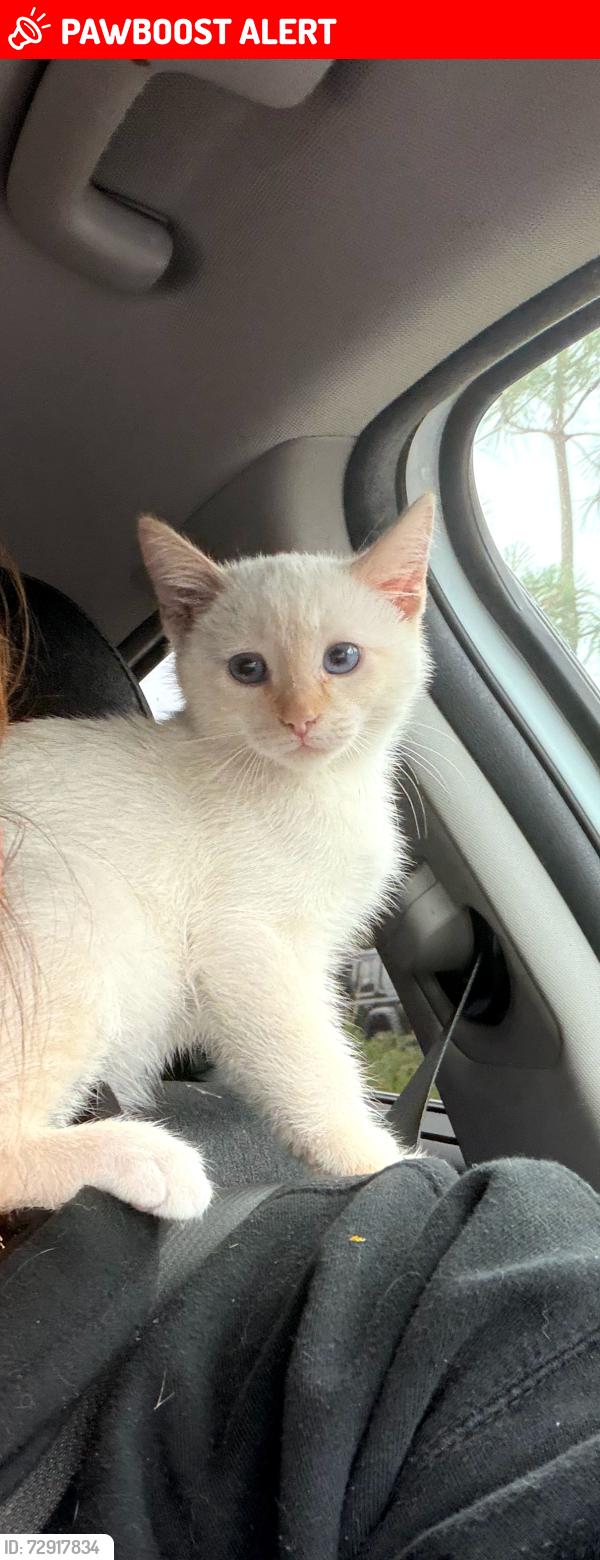 Lost Female Cat last seen Baseline and carnelian , Rancho Cucamonga, CA 91701