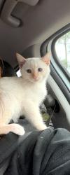 Lost Female Cat last seen Baseline and carnelian , Rancho Cucamonga, CA 91701