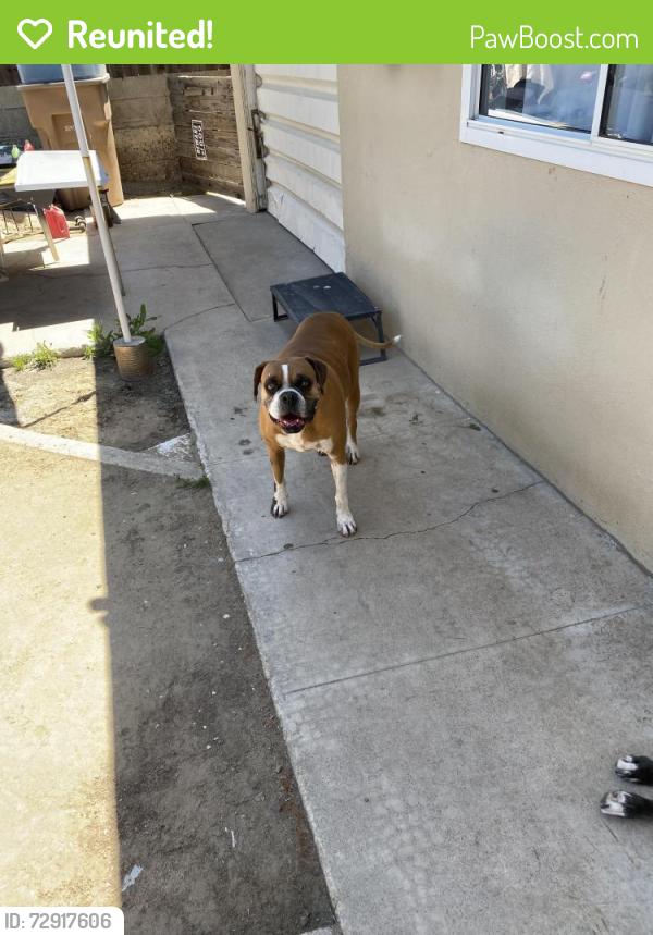 Reunited Female Dog last seen Haley sto, Bakersfield, CA 93305