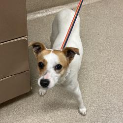 Shelter Stray Female Dog last seen , 54687 Co Rd 19, Bristol, IN 46507, USA