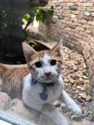Lost Male Cat last seen He left during the night and cams don’t work since they are down but he should be in the area, Brownsville, TX 78526