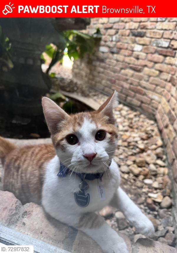 Lost Male Cat last seen He left during the night and cams don’t work since they are down but he should be in the area, Brownsville, TX 78526