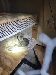 Found/Stray Unknown Cat last seen Highland and larkspur , Citrus Heights, CA 95610