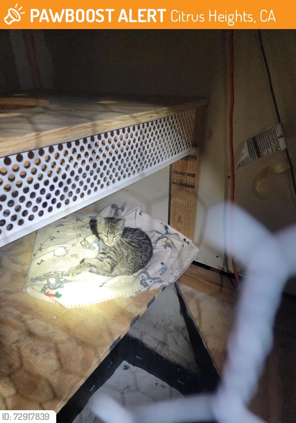 Found/Stray Unknown Cat last seen Highland and larkspur , Citrus Heights, CA 95610