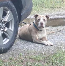 Reunited Female Dog last seen Hidden Valley Rd, North Carolina 28681, USA, Alexander County, NC 28681