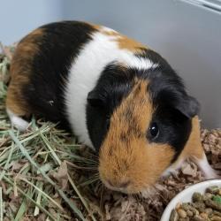 Shelter Stray Female Other last seen , Tampa, FL 33607