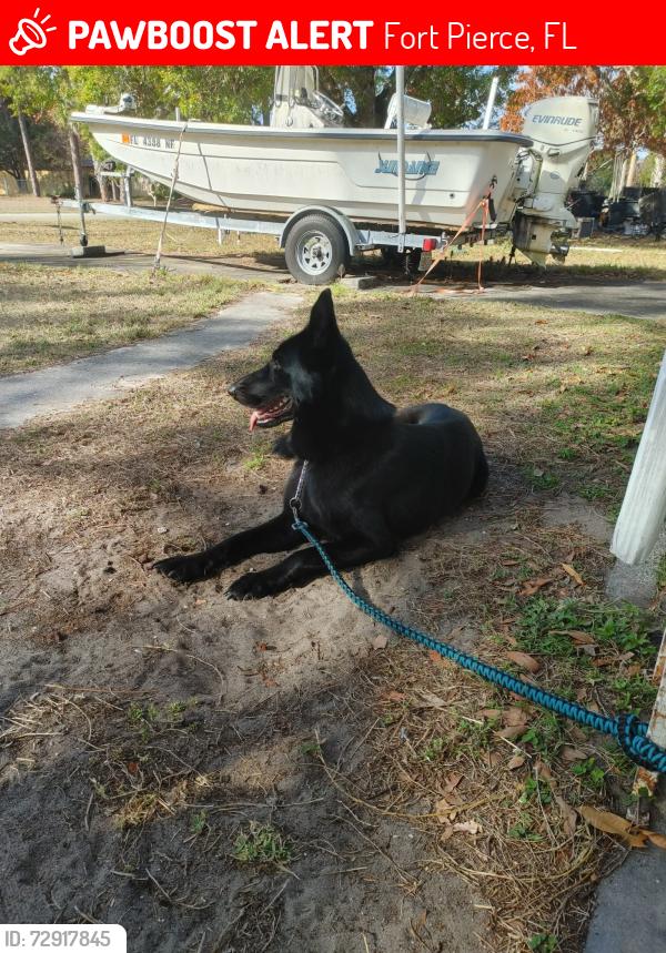 Lost Female Dog last seen On indrio and kings highway at the 711 , Fort Pierce, FL 34947