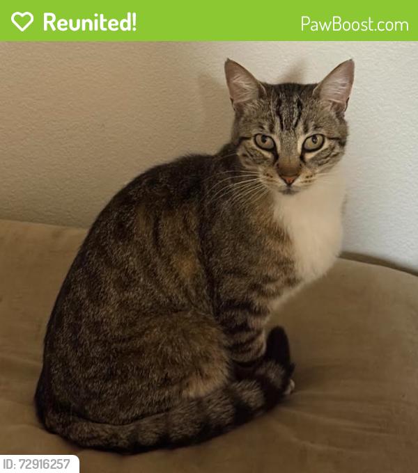 Reunited Female Cat last seen Near Dixon Landing Road (Friendly Village Neighborhood), Milpitas, CA 95035