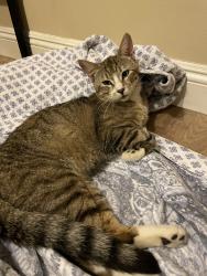 Lost Male Cat last seen Cedarwood & 12th St, Westminster, CA 92683