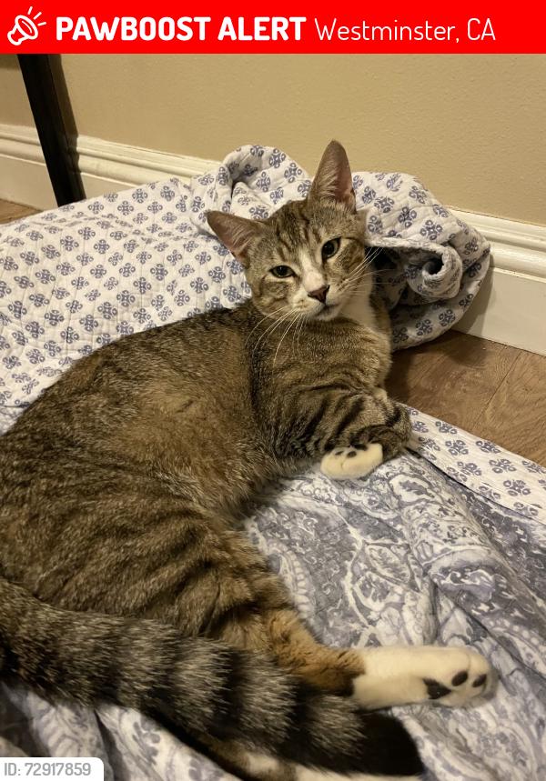 Lost Male Cat last seen Cedarwood & 12th St, Westminster, CA 92683