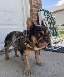 Reunited Male Dog last seen Cherry Drive Elementary , Thornton, CO 80233