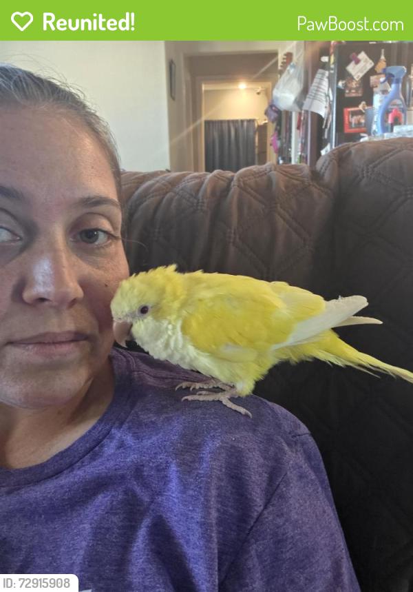 Reunited Male Bird last seen Heritage parks neighborhood, 351 and east lake road, Abilene, TX 79601