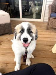 Found/Stray Male Dog last seen oakland rd and cherry blossom ln, Clarksville, TN 37040