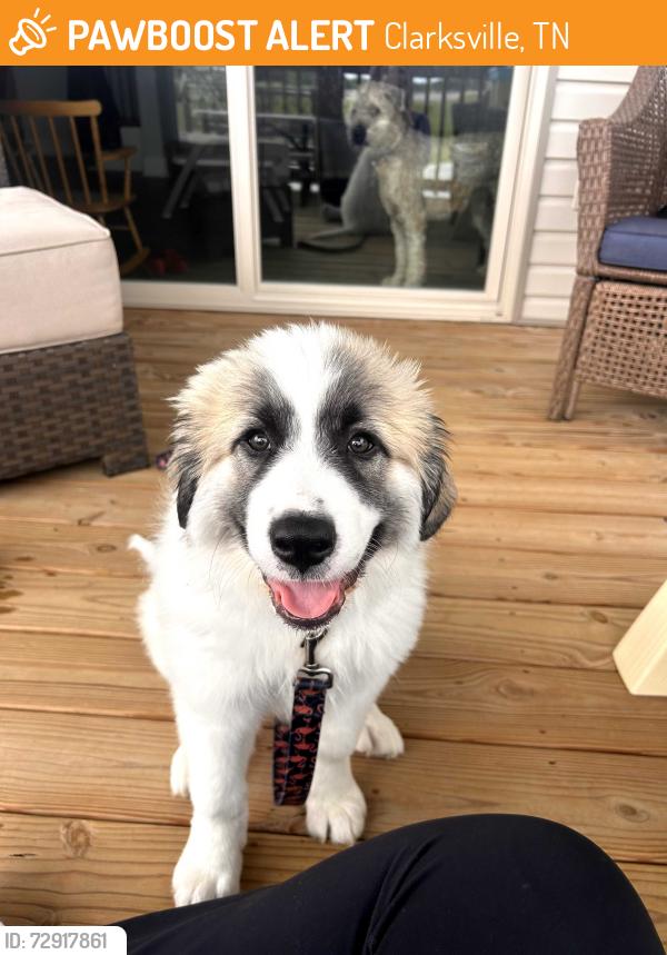 Found/Stray Male Dog last seen oakland rd and cherry blossom ln, Clarksville, TN 37040