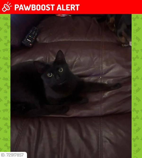 Lost Female Cat last seen Tamar Square, IG8, Woodford, England IG8 0EA