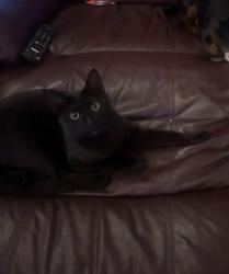 Lost Female Cat last seen Tamar Square, IG8, Woodford, England IG8 0EA