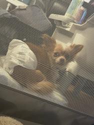 Reunited Male Dog last seen Packard Dr, Nashville, TN 37211