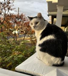 Lost Male Cat last seen 6th Avenue and L Street, Salt Lake City, UT 84103