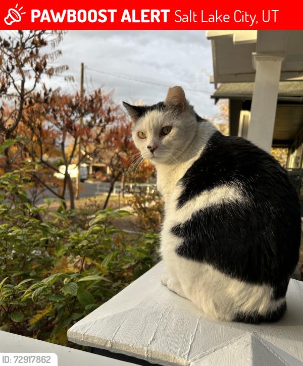Lost Male Cat last seen 6th Avenue and L Street, Salt Lake City, UT 84103