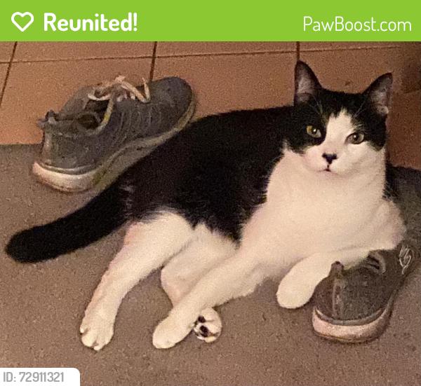 Reunited Male Cat last seen 8th Ave and Alder St. , Vancouver, BC V6H 1G7
