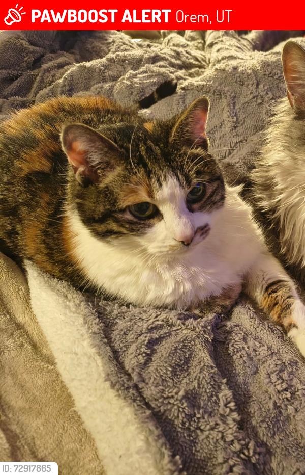 Lost Female Cat last seen Near N by the cemetery , Orem, UT 84097