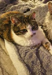 Lost Female Cat last seen Near N by the cemetery , Orem, UT 84097