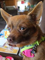 Reunited Male Dog last seen Van Curen and Howlett, Eagle Creek, OR 97022