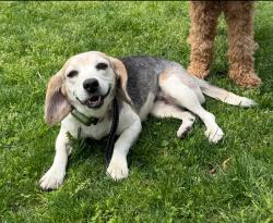 Reunited Female Dog last seen spring run rd and beach rd, Chesterfield, VA 23832