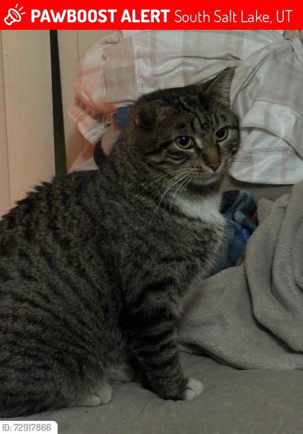 Lost Male Cat last seen Chevron on both ends of street, South Salt Lake, UT 84115