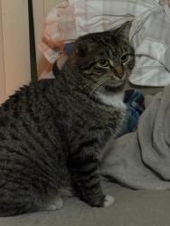 Lost Male Cat last seen Chevron on both ends of street, South Salt Lake, UT 84115
