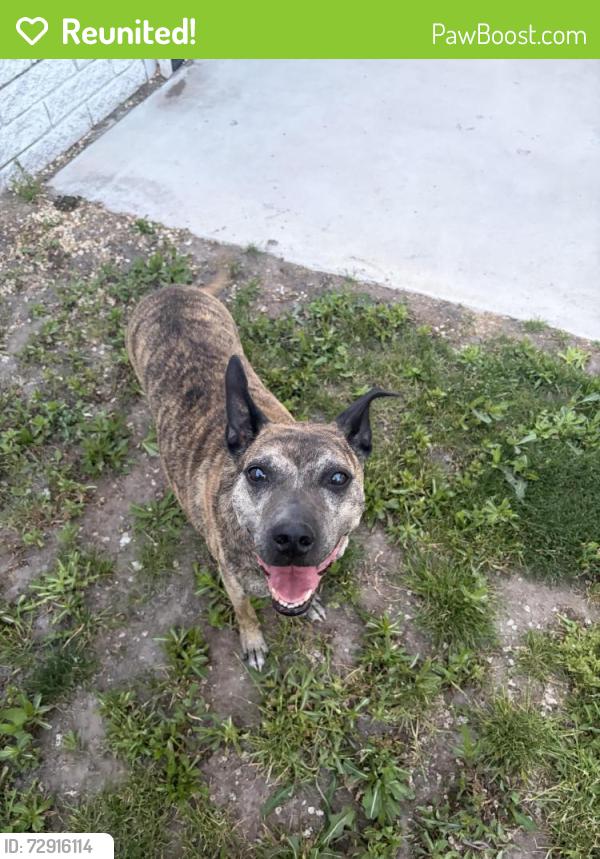 Reunited Female Dog last seen Near E 2700 S, South Salt Lake, UT 84115