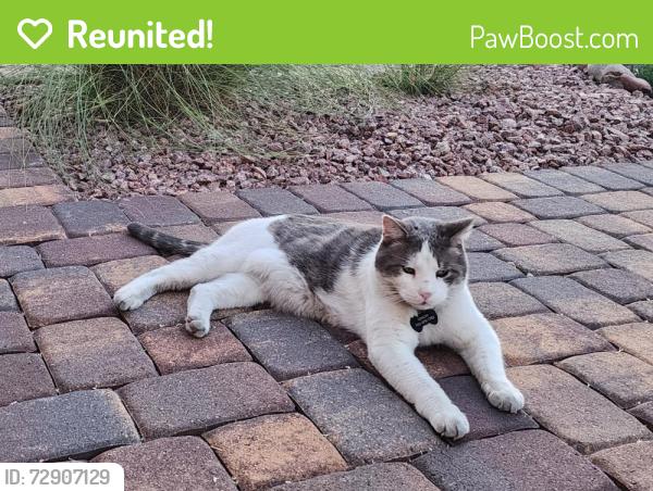 Reunited Male Cat last seen Stephanie and warm springs, Henderson, NV 89014