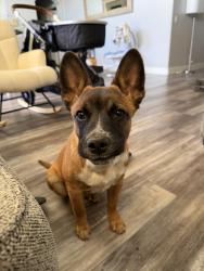 Reunited Male Dog last seen Dufferin Ave, Riverside, CA, USA, Riverside, CA 92504