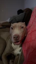 Lost Male Dog last seen Near Hamilton Ave , Staten Island, NY 10301