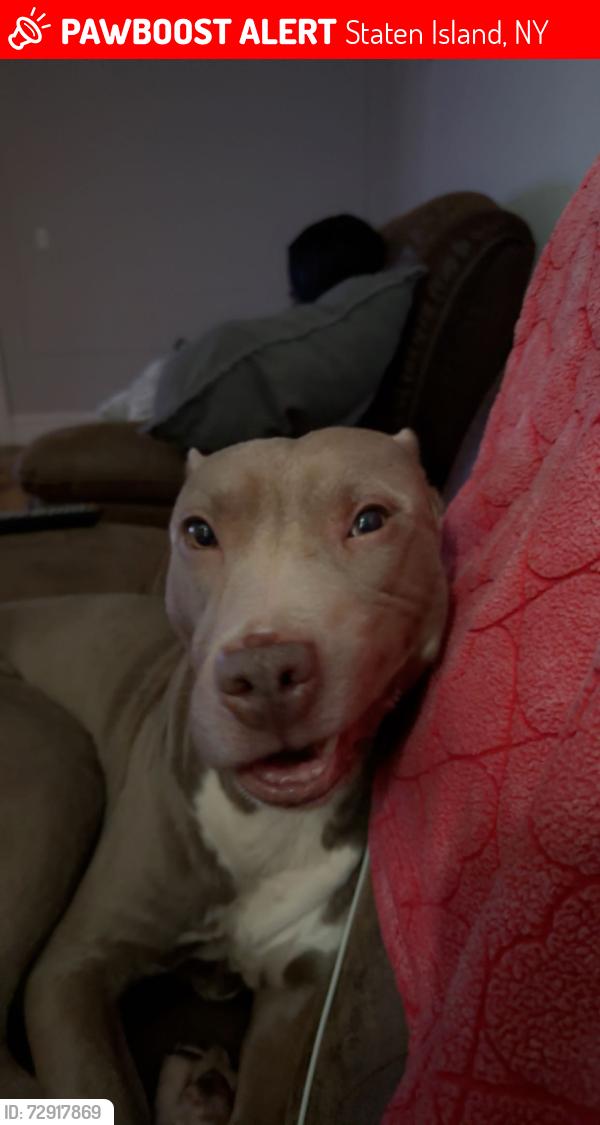 Lost Male Dog last seen Near Hamilton Ave , Staten Island, NY 10301