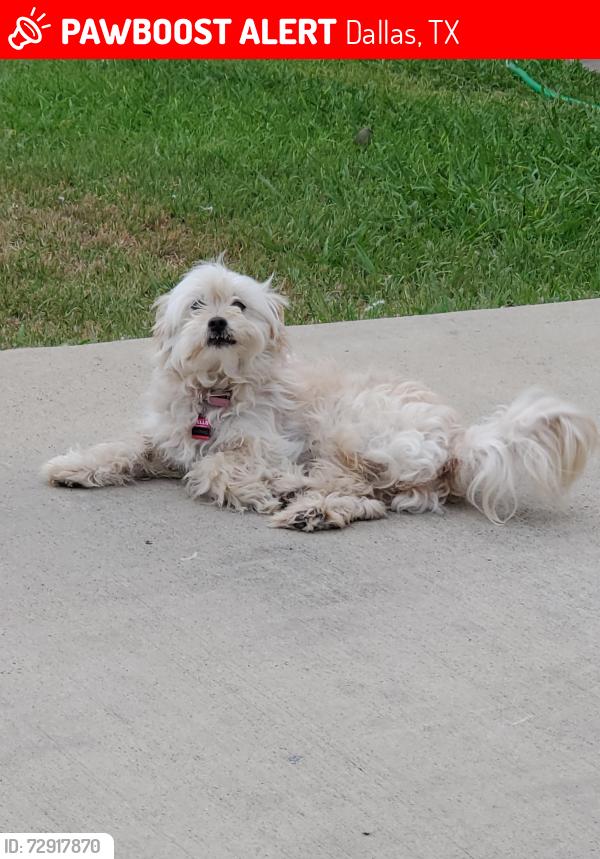 Lost Female Dog last seen Morocco/Hale, Dallas, TX 75211