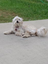 Lost Female Dog last seen Morocco/Hale, Dallas, TX 75211