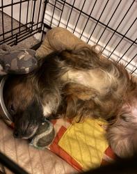 Lost Male Dog last seen Villard ave, Milwaukee, WI 53225