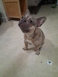 Reunited Male Dog last seen Blackstone & Olive, Fresno, CA 93728